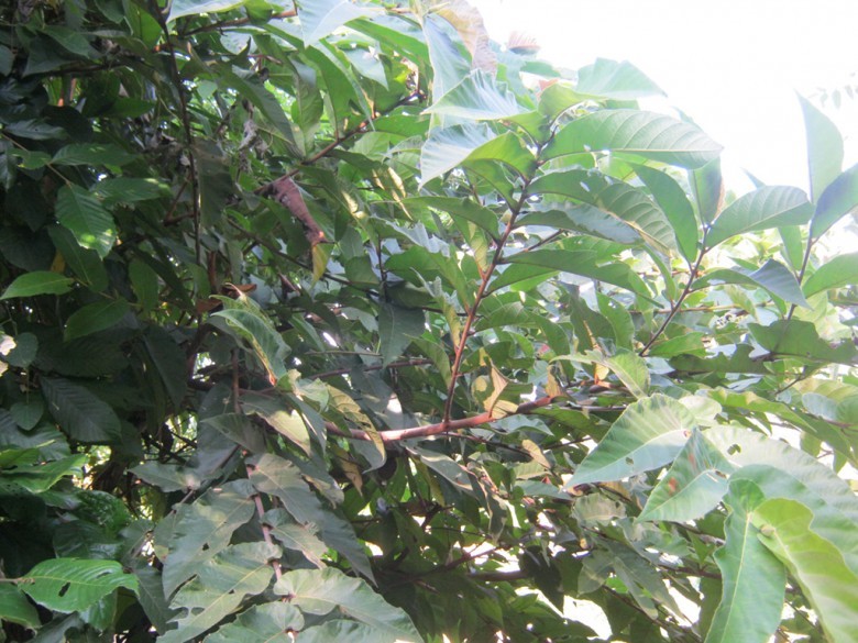 Cây Cọ nọt. Ficus semicordata Buch - Cây Thuốc Nam Quanh Ta